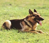 Adestramento de cães em Cascavel